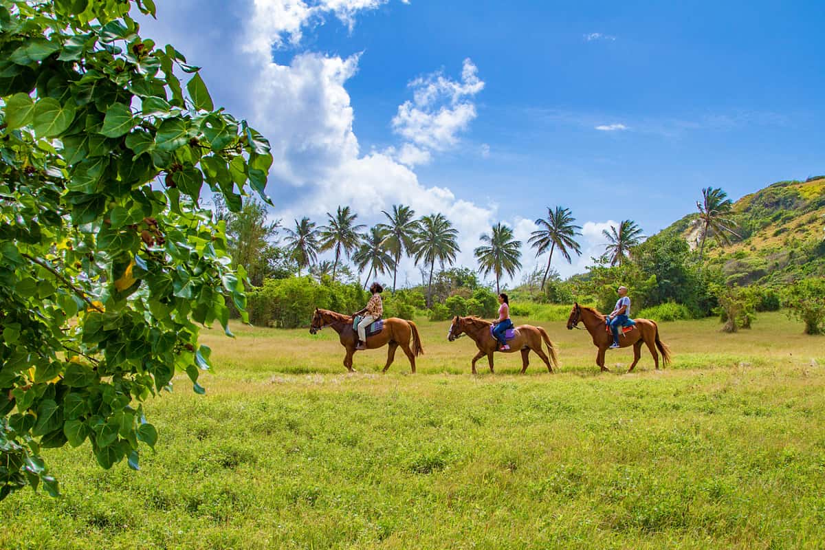 Horse Back riding in Barbados